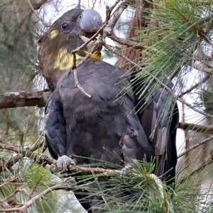 Calyptorhynchus lathami lathami at Moruya, NSW - 5 Nov 2024