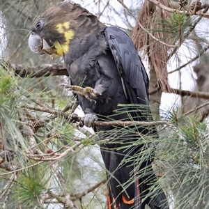 Calyptorhynchus lathami lathami at Moruya, NSW - 5 Nov 2024