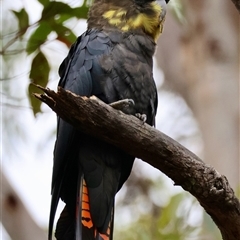 Calyptorhynchus lathami lathami at Moruya, NSW - 5 Nov 2024