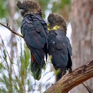 Calyptorhynchus lathami lathami at Moruya, NSW - 5 Nov 2024