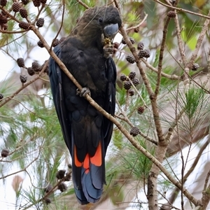 Calyptorhynchus lathami lathami (Glossy Black-Cockatoo) at Moruya, NSW by LisaH