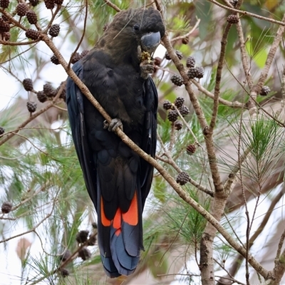 Calyptorhynchus lathami lathami (Glossy Black-Cockatoo) at Moruya, NSW - 5 Nov 2024 by LisaH