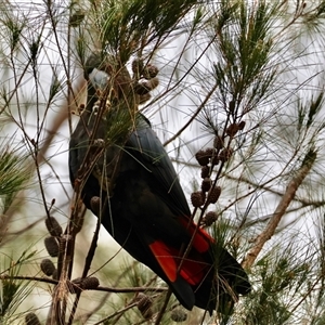 Calyptorhynchus lathami lathami at Moruya, NSW - suppressed