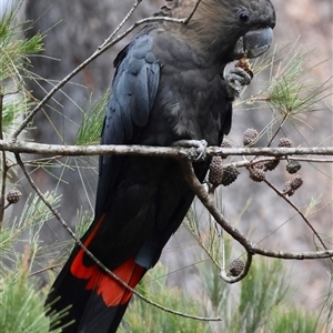 Calyptorhynchus lathami lathami (Glossy Black-Cockatoo) at Moruya, NSW by LisaH