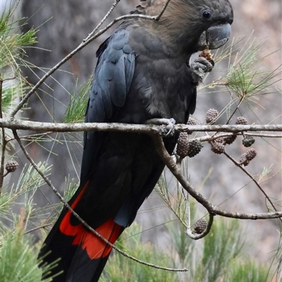 Calyptorhynchus lathami lathami (Glossy Black-Cockatoo) at Moruya, NSW - 6 Nov 2024 by LisaH