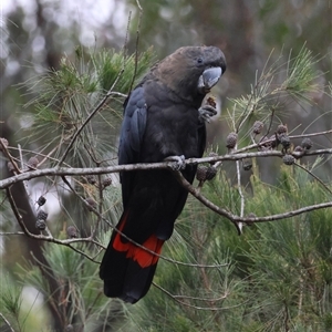 Calyptorhynchus lathami lathami at Moruya, NSW - 7 Nov 2024