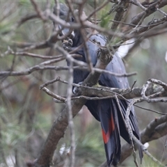 Calyptorhynchus lathami lathami at Moruya, NSW - 7 Nov 2024