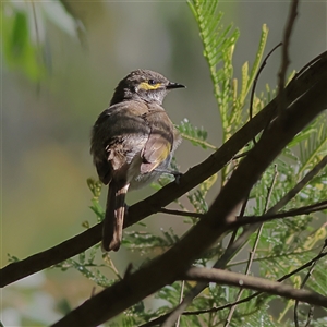 Caligavis chrysops at Majors Creek, NSW - 8 Nov 2024