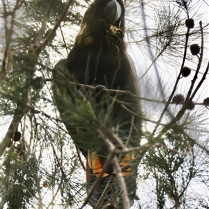 Calyptorhynchus lathami lathami (Glossy Black-Cockatoo) at Moruya, NSW by LisaH