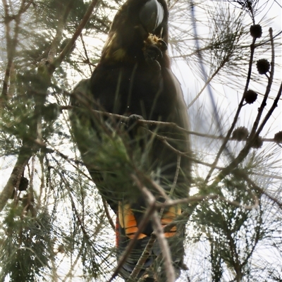 Calyptorhynchus lathami lathami (Glossy Black-Cockatoo) at Moruya, NSW - 7 Nov 2024 by LisaH