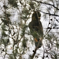 Calyptorhynchus lathami lathami at Moruya, NSW - 7 Nov 2024