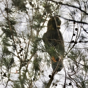 Calyptorhynchus lathami lathami at Moruya, NSW - suppressed