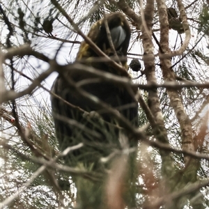 Calyptorhynchus lathami lathami at Moruya, NSW - suppressed