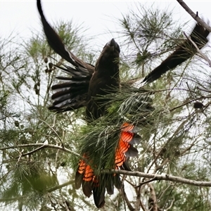 Calyptorhynchus lathami lathami at Moruya, NSW - 7 Nov 2024