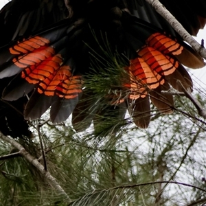 Calyptorhynchus lathami lathami at Moruya, NSW - suppressed