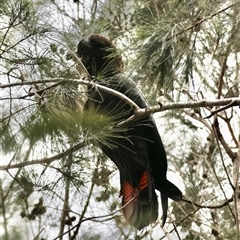 Calyptorhynchus lathami lathami at Moruya, NSW - 7 Nov 2024