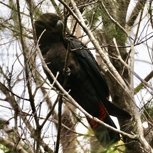 Calyptorhynchus lathami lathami at Moruya, NSW - suppressed