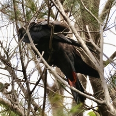 Calyptorhynchus lathami lathami at Moruya, NSW - 7 Nov 2024