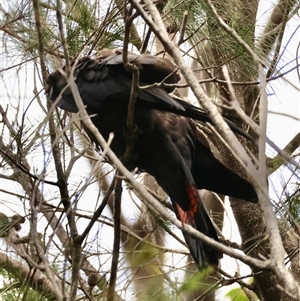 Calyptorhynchus lathami lathami at Moruya, NSW - 7 Nov 2024