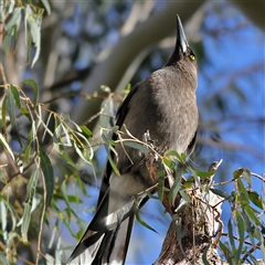 Strepera versicolor (Grey Currawong) at Majors Creek, NSW - 9 Nov 2024 by MichaelWenke