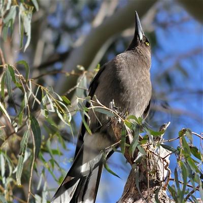 Strepera versicolor (Grey Currawong) at Majors Creek, NSW - 8 Nov 2024 by MichaelWenke