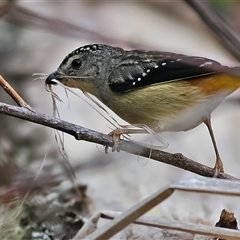 Pardalotus punctatus (Spotted Pardalote) at Majors Creek, NSW - 8 Nov 2024 by MichaelWenke