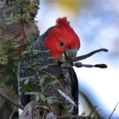 Callocephalon fimbriatum (Gang-gang Cockatoo) at Majors Creek, NSW - 8 Nov 2024 by MichaelWenke