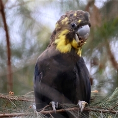 Calyptorhynchus lathami lathami (Glossy Black-Cockatoo) at Moruya, NSW - 6 Nov 2024 by LisaH