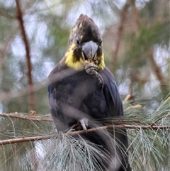 Calyptorhynchus lathami lathami at Moruya, NSW - 7 Nov 2024