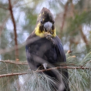 Calyptorhynchus lathami lathami at Moruya, NSW - 7 Nov 2024