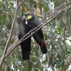 Calyptorhynchus lathami lathami (Glossy Black-Cockatoo) at Moruya, NSW - 6 Nov 2024 by LisaH