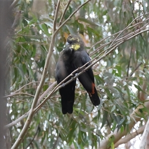 Calyptorhynchus lathami lathami at Moruya, NSW - 7 Nov 2024