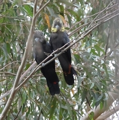 Calyptorhynchus lathami lathami at Moruya, NSW - suppressed