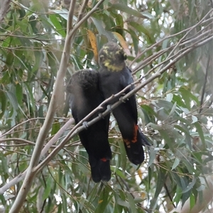 Calyptorhynchus lathami lathami at Moruya, NSW - 7 Nov 2024