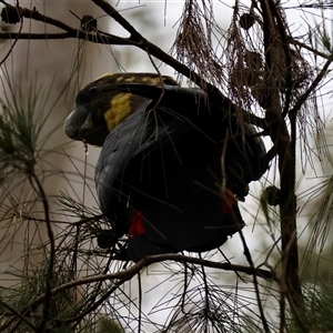 Calyptorhynchus lathami lathami at Moruya, NSW - suppressed