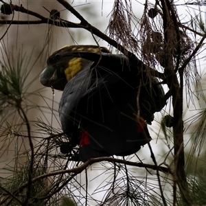 Calyptorhynchus lathami lathami (Glossy Black-Cockatoo) at Moruya, NSW by LisaH