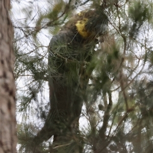 Calyptorhynchus lathami lathami at Moruya, NSW - 7 Nov 2024