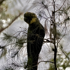 Calyptorhynchus lathami lathami at Moruya, NSW - 7 Nov 2024