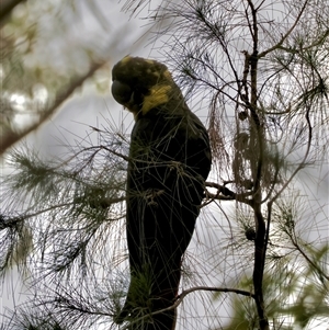 Calyptorhynchus lathami lathami at Moruya, NSW - suppressed
