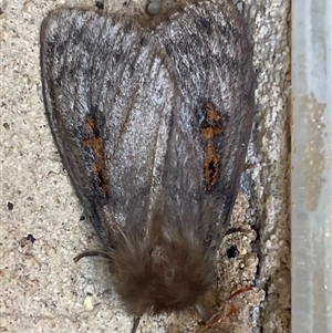 Leptocneria reducta at Dickson, ACT - 1 Nov 2024