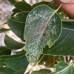 Protyora sterculiae at Phillip, ACT - 10 Nov 2024