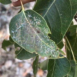 Protyora sterculiae at Phillip, ACT - 10 Nov 2024