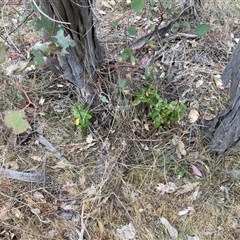 Viburnum tinus at Watson, ACT - 11 Nov 2024 05:21 PM