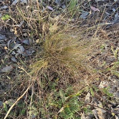 Nassella trichotoma (Serrated Tussock) at Watson, ACT - 11 Nov 2024 by waltraud