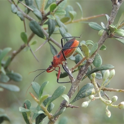 Gminatus australis (Orange assassin bug) at Conder, ACT - 7 Jan 2024 by MichaelBedingfield