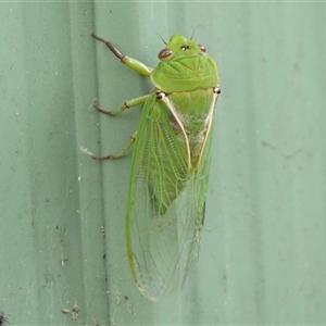 Cyclochila australasiae at Braemar, NSW - 3 Nov 2024