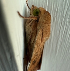 Helicoverpa (genus) at Watson, ACT - 10 Nov 2024