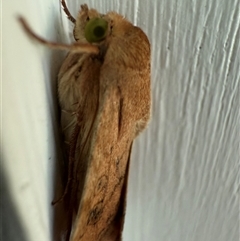 Helicoverpa (genus) at Watson, ACT - 10 Nov 2024