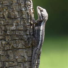 Amphibolurus muricatus (Jacky Lizard) at Braemar, NSW - 6 Nov 2024 by Curiosity