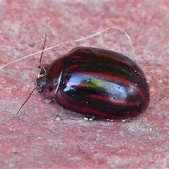 Paropsisterna nigerrima (Leaf beetle, Button beetle) at Braemar, NSW - 8 Nov 2024 by Curiosity